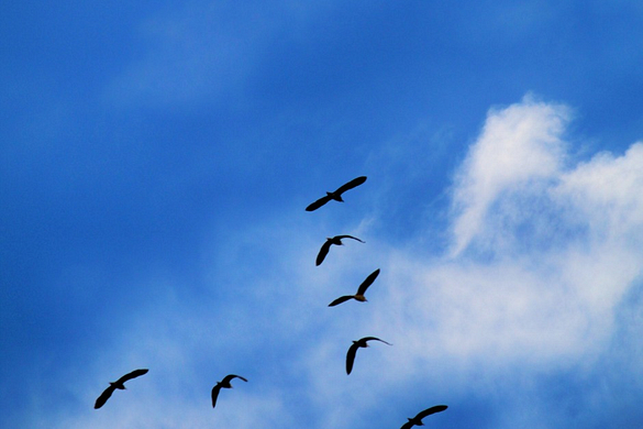 Ptaki na tle niebieskiego nieba
